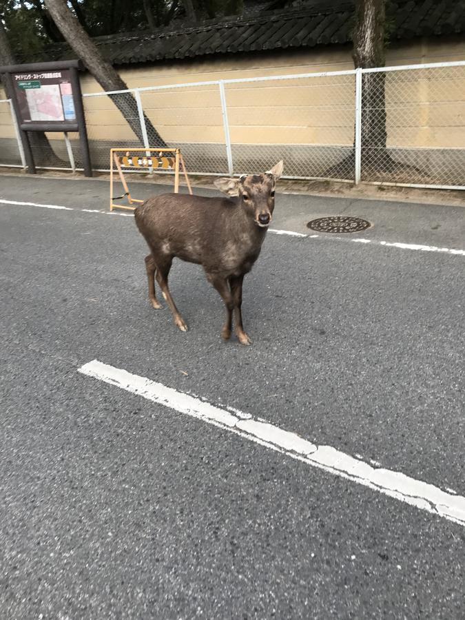 Guest House One More Heart At Nara Shii ภายนอก รูปภาพ